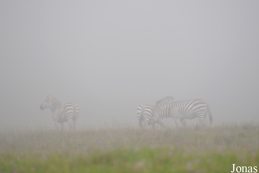 Equus quagga boehmi