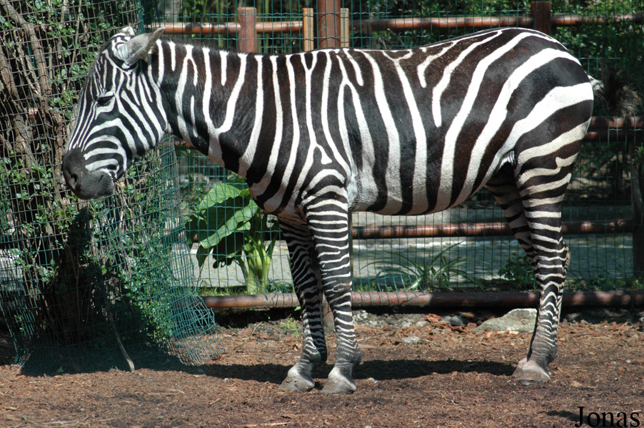 Equus quagga borensis