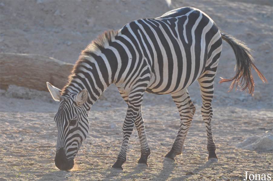 Equus quagga chapmani