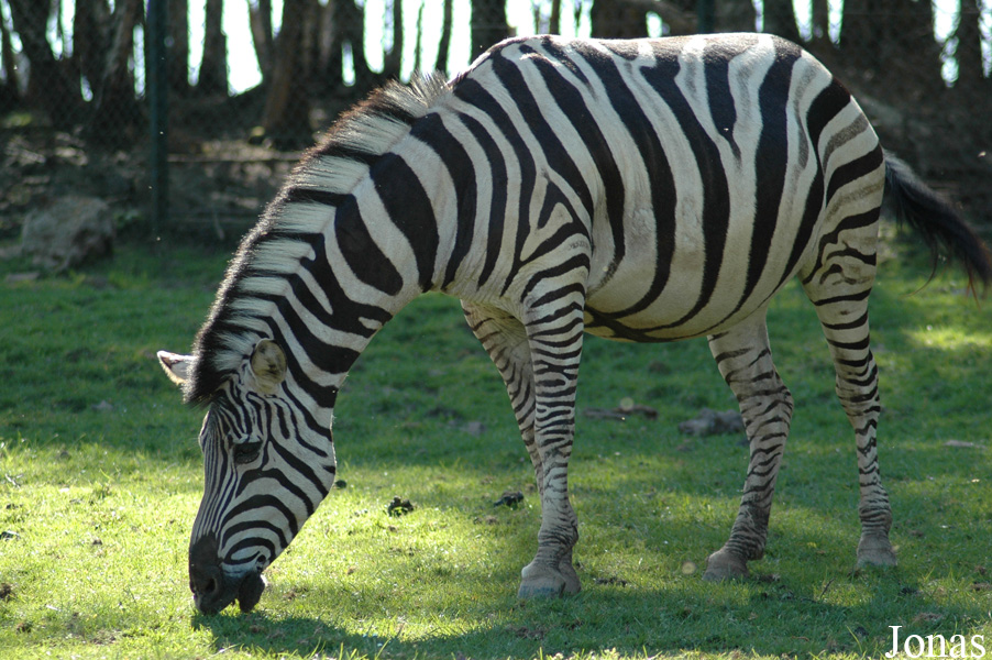 Equus quagga chapmani