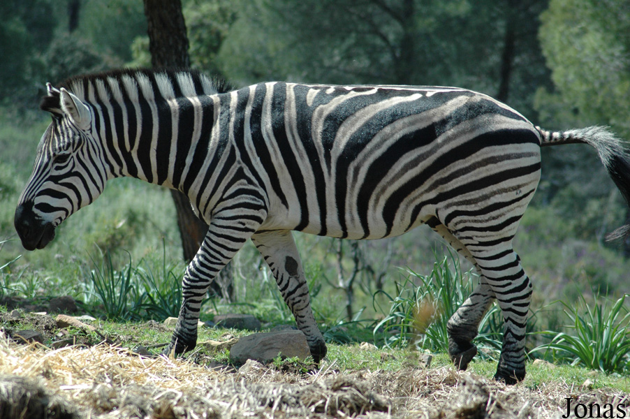 Equus quagga chapmani