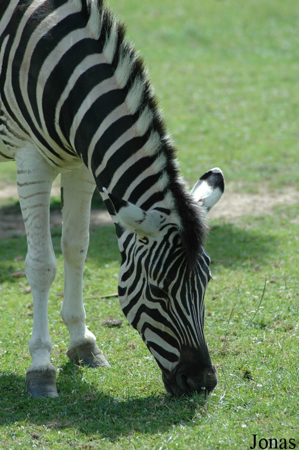 Equus quagga chapmani