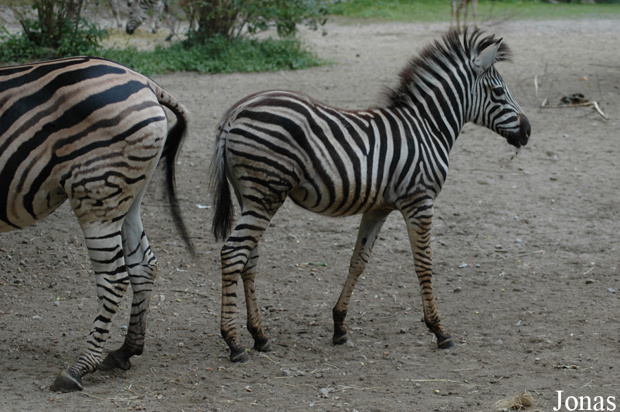 Equus quagga chapmani