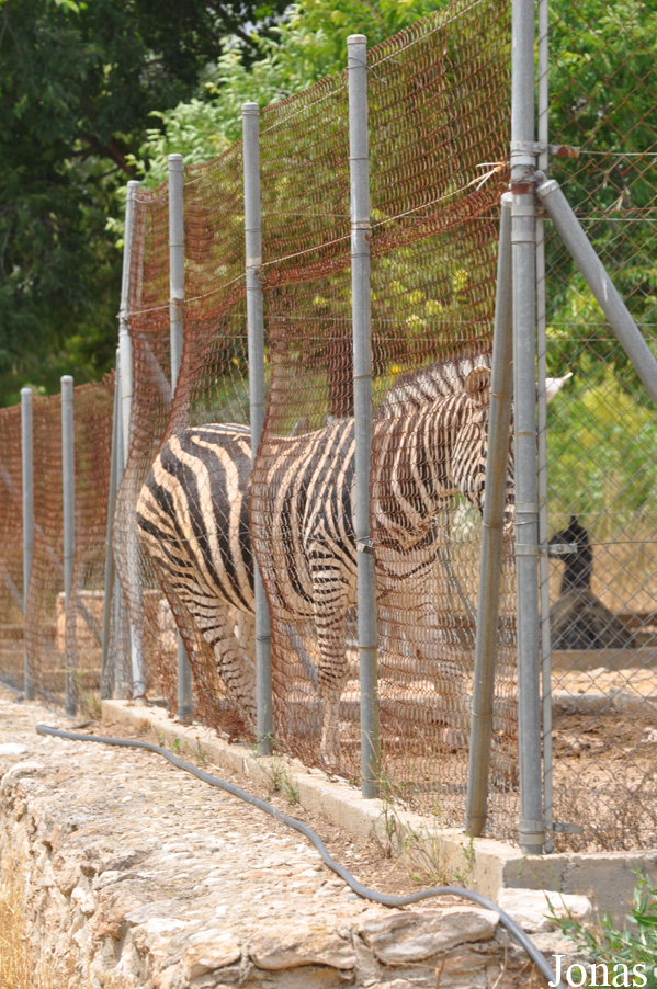 Equus quagga chapmani