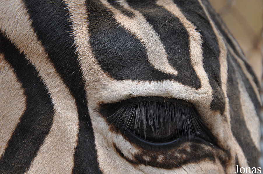 Equus quagga chapmani