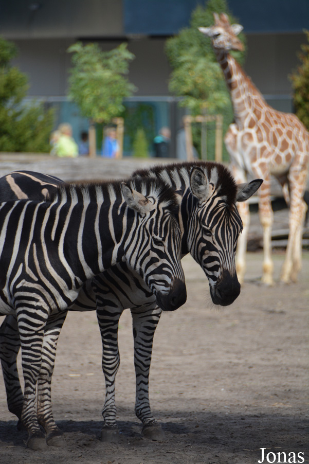 Equus quagga chapmani