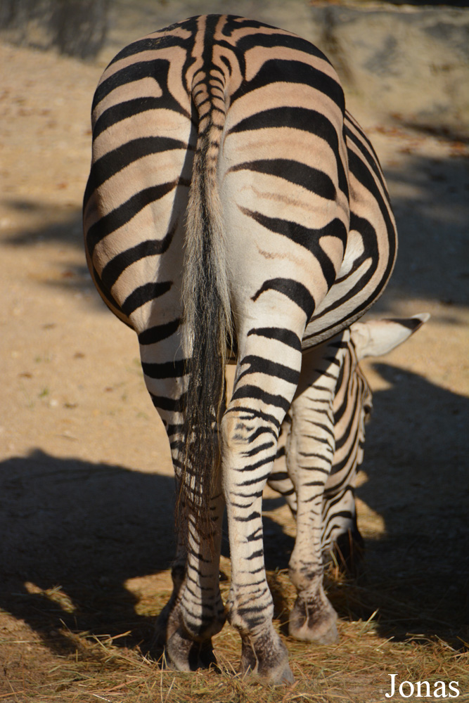 Equus quagga chapmani