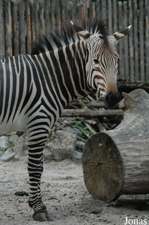 Equus zebra hartmannae