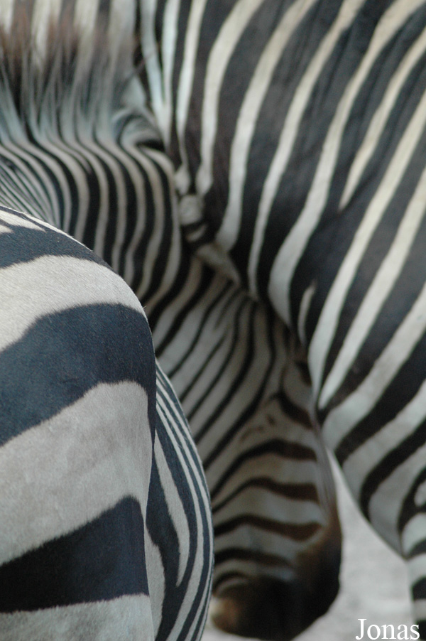 Equus zebra hartmannae