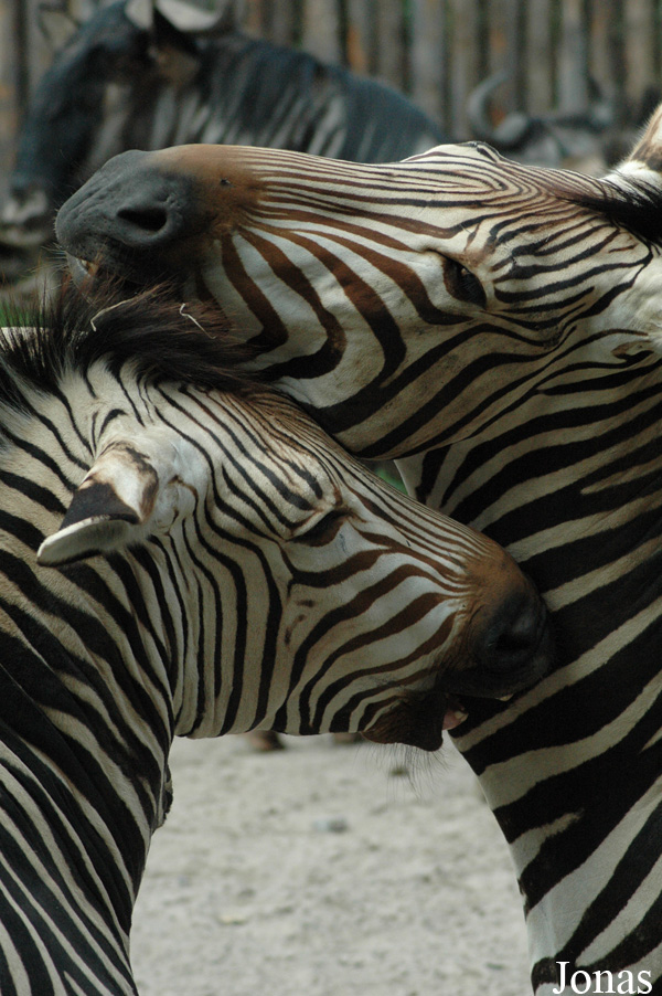 Equus zebra hartmannae