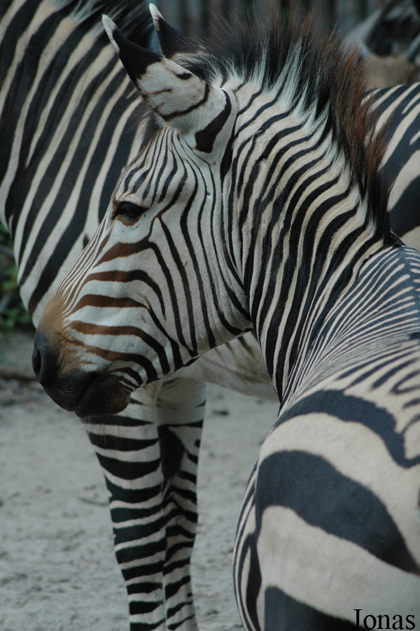 Equus zebra hartmannae