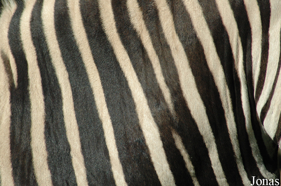 Equus zebra hartmannae