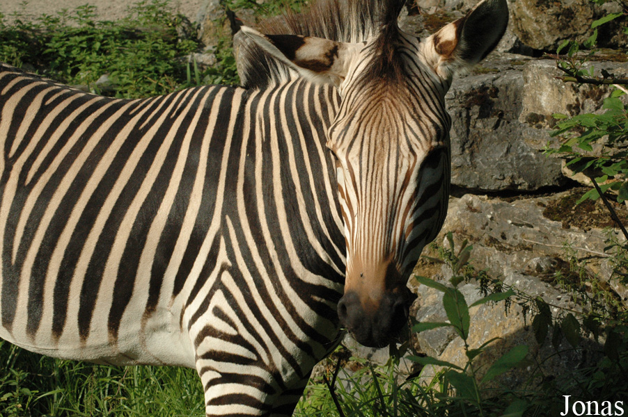 Equus zebra hartmannae