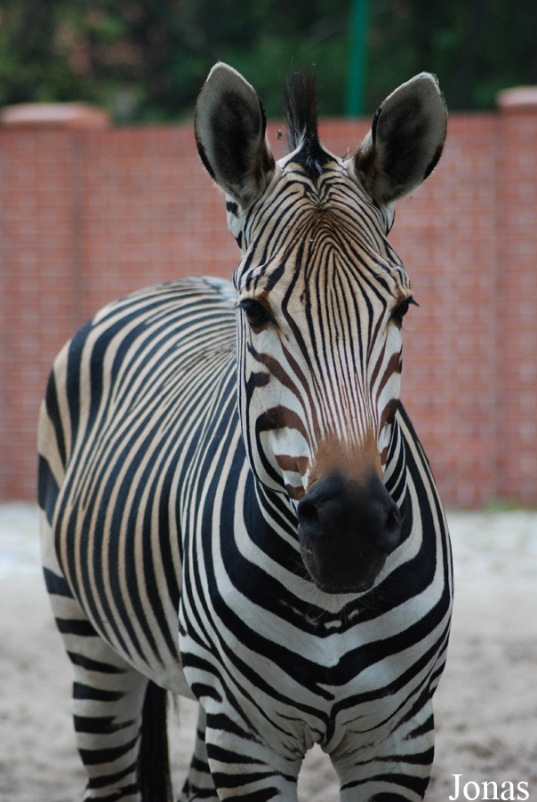 Equus zebra hartmannae