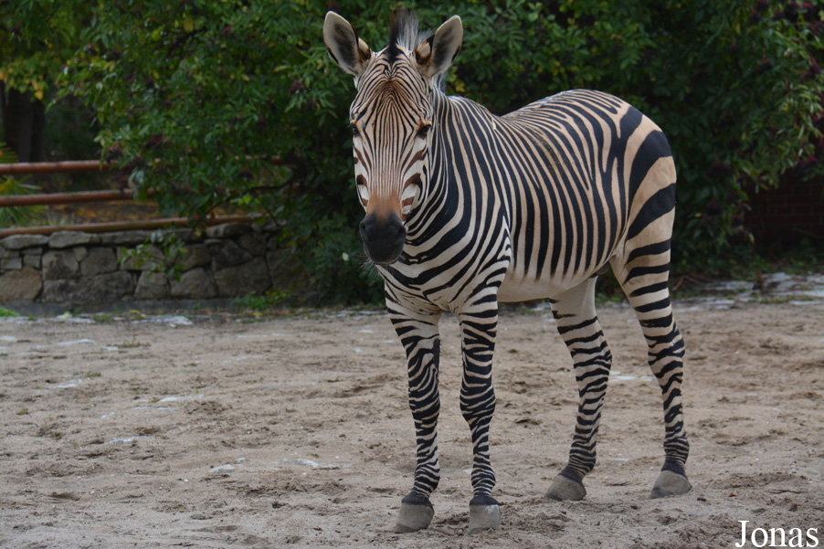 Equus zebra hartmannae