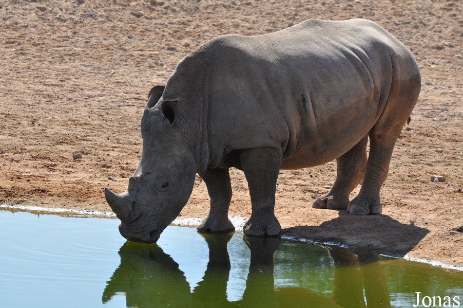Ceratotherium simum simum