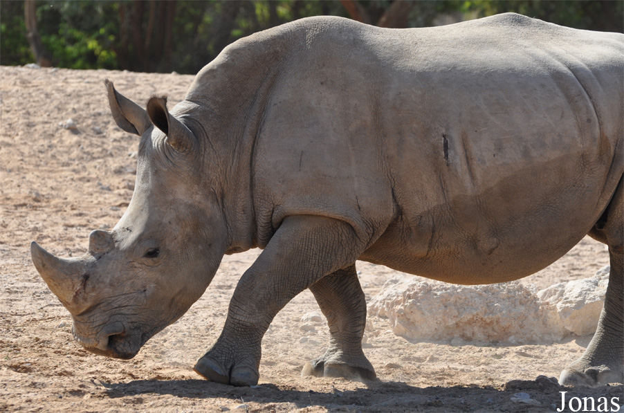 Ceratotherium simum simum