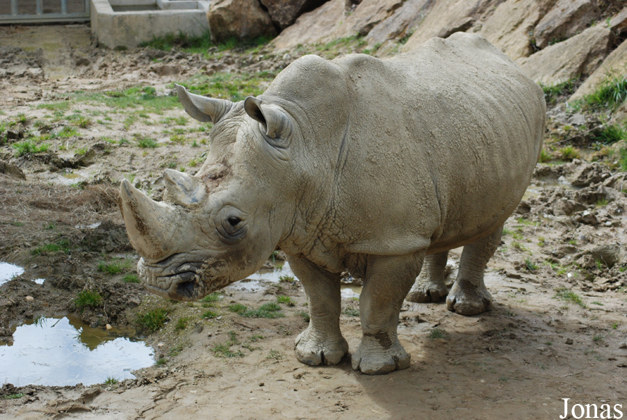 Ceratotherium simum simum