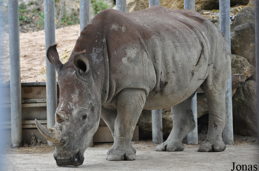 Ceratotherium simum simum