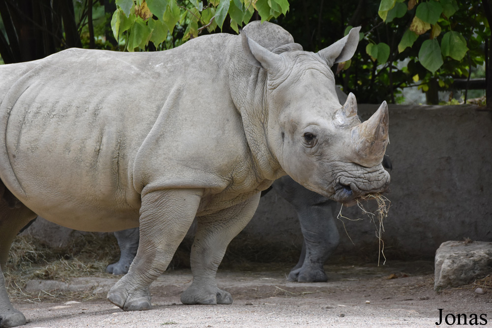 Ceratotherium simum simum
