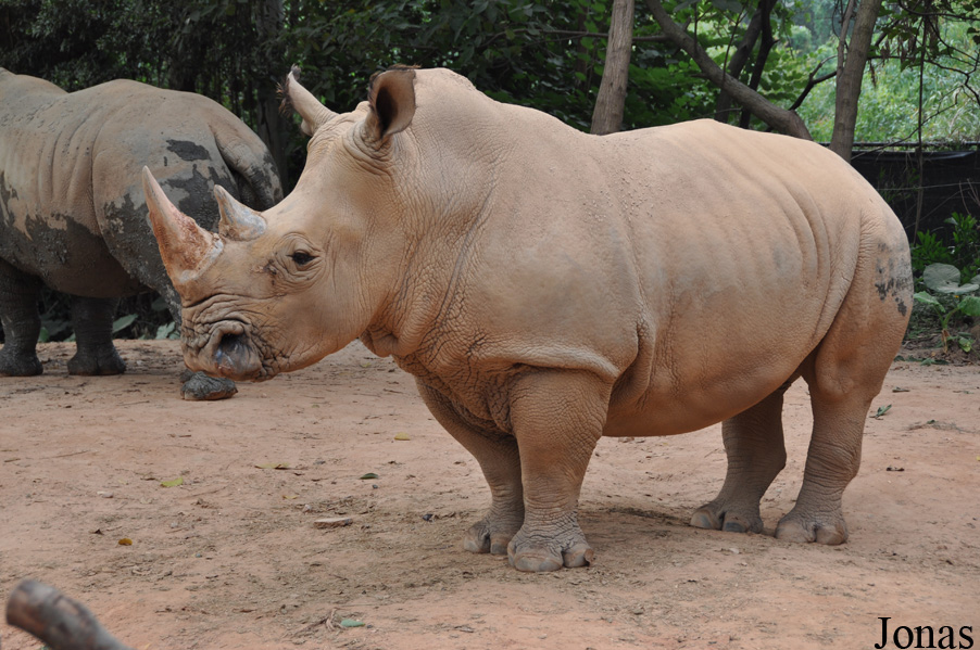Ceratotherium simum simum