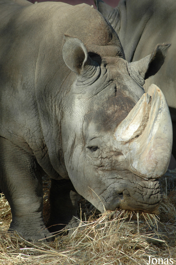 Ceratotherium simum simum