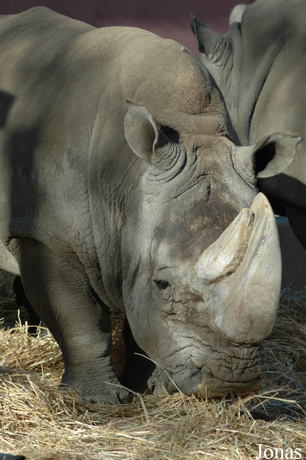 Ceratotherium simum simum