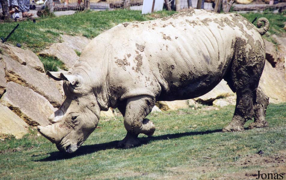Ceratotherium simum simum