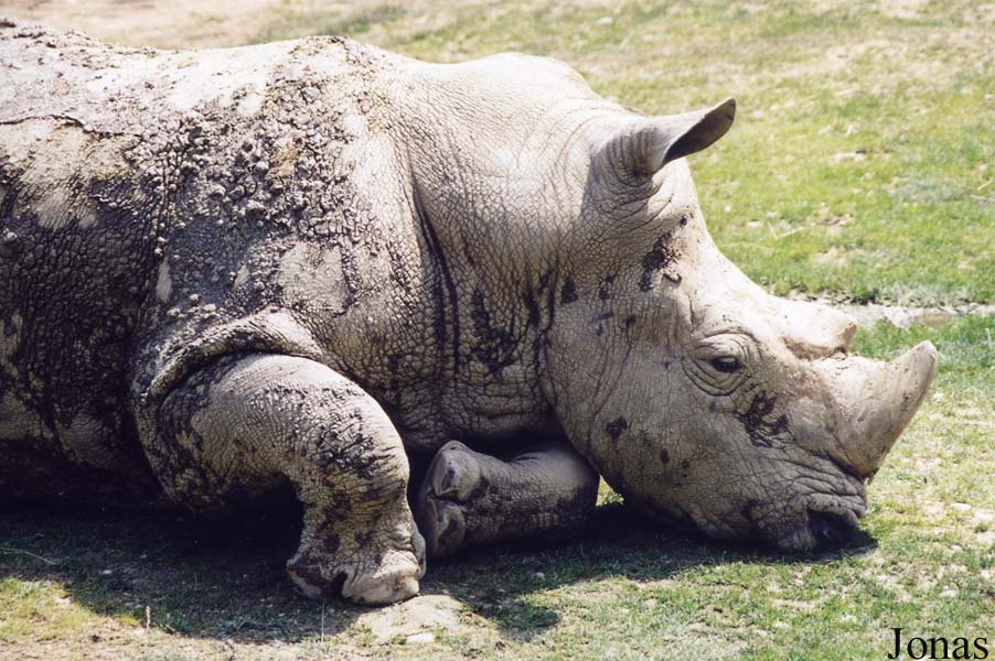 Ceratotherium simum simum