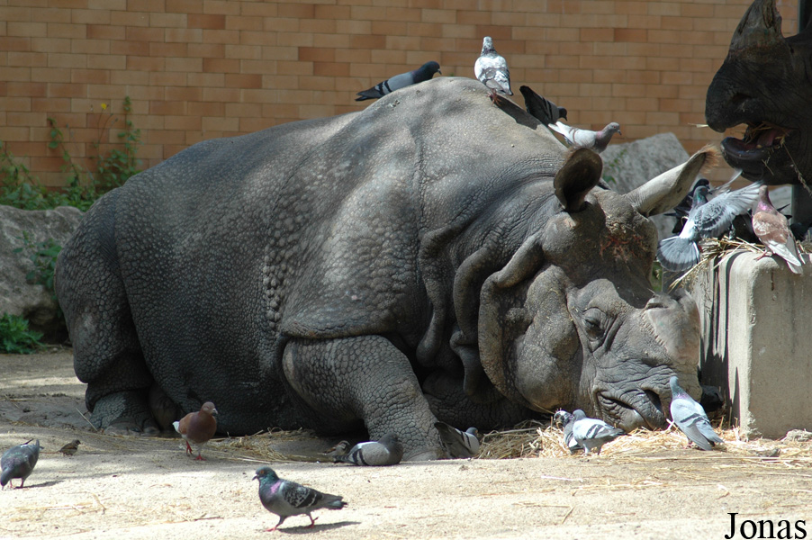 Rhinoceros unicornis