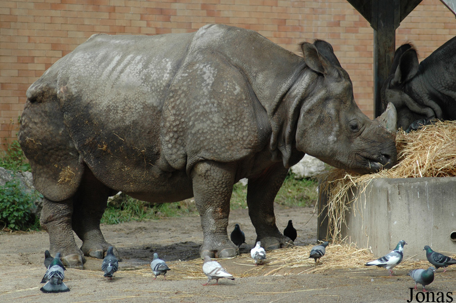 Rhinoceros unicornis