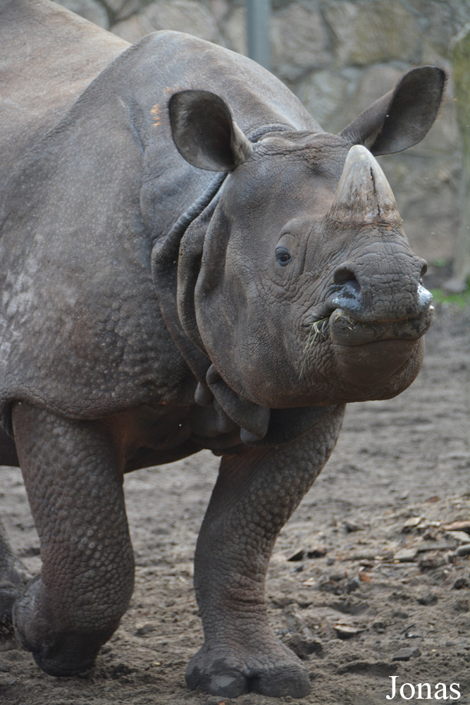 Rhinoceros unicornis