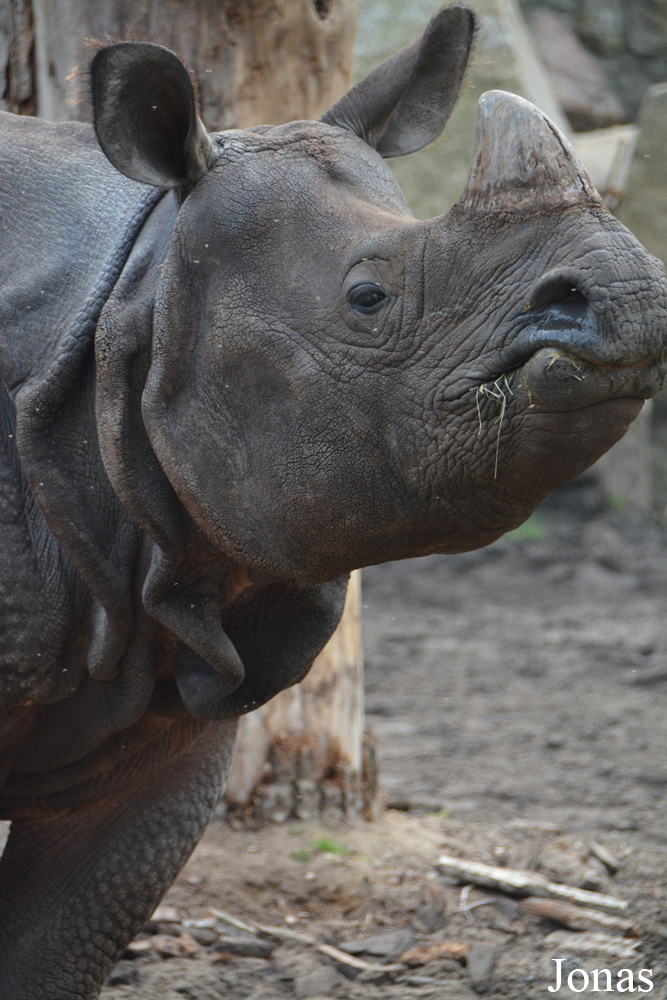 Rhinoceros unicornis