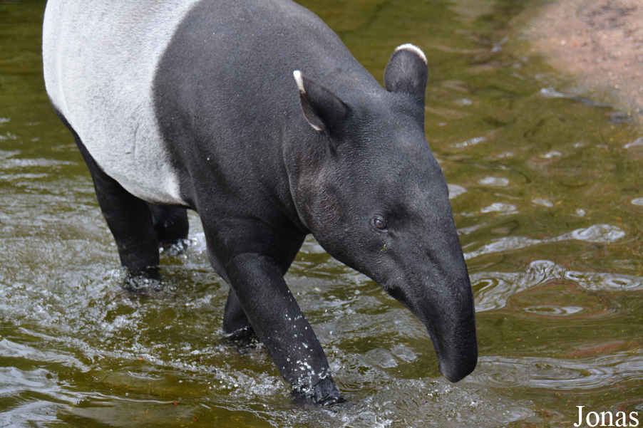 Tapirus indicus