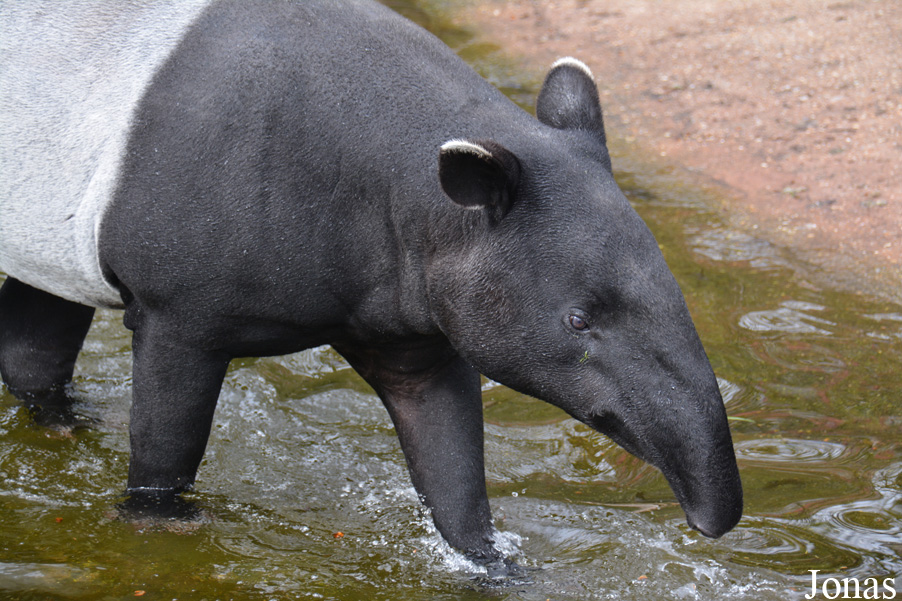 Tapirus indicus