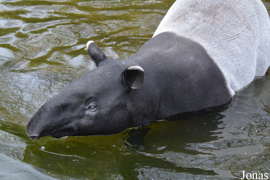 Tapirus indicus