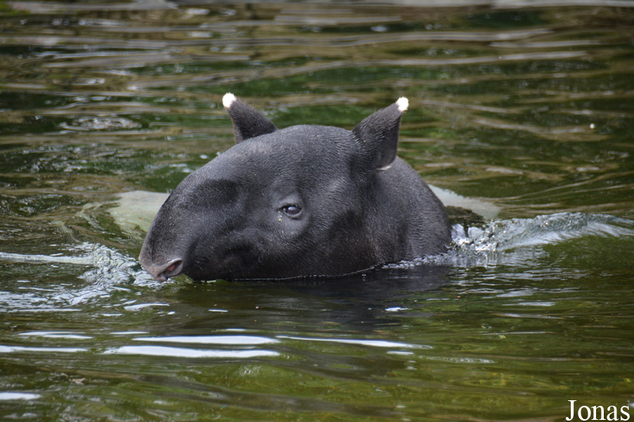 Tapirus indicus