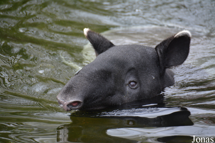 Tapirus indicus