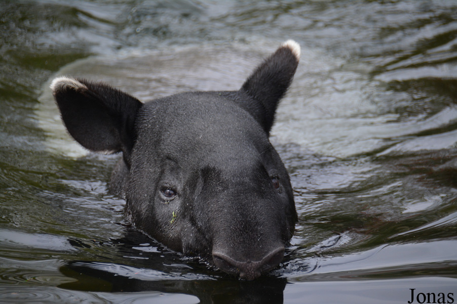 Tapirus indicus