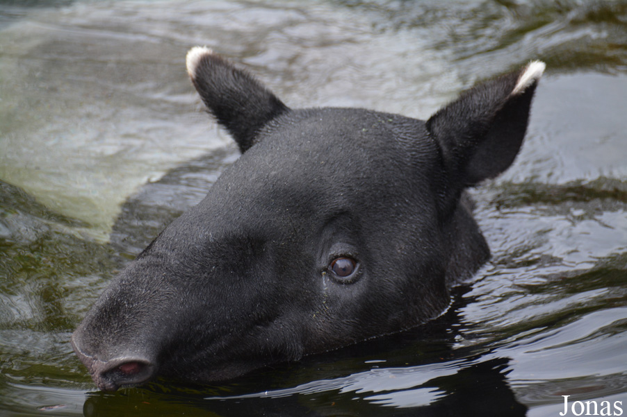 Tapirus indicus