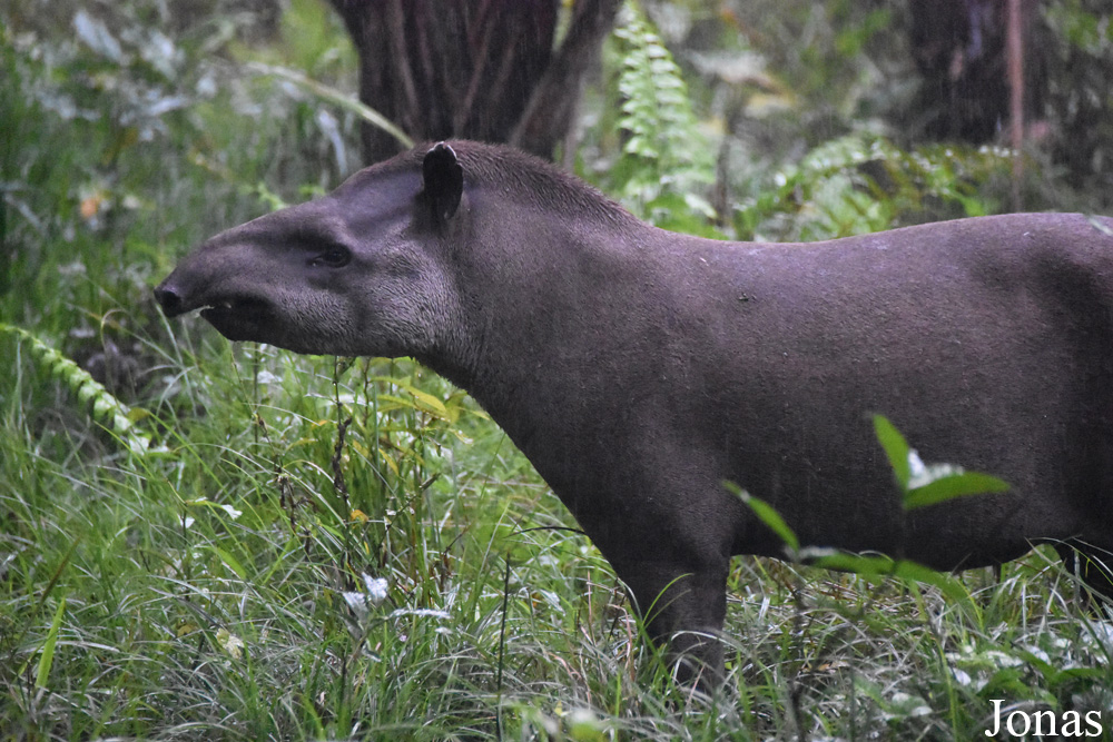 Tapirus terrestris