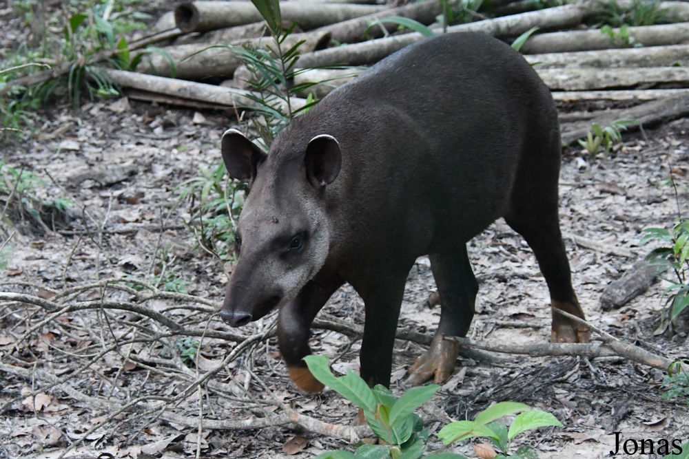 Tapirus terrestris