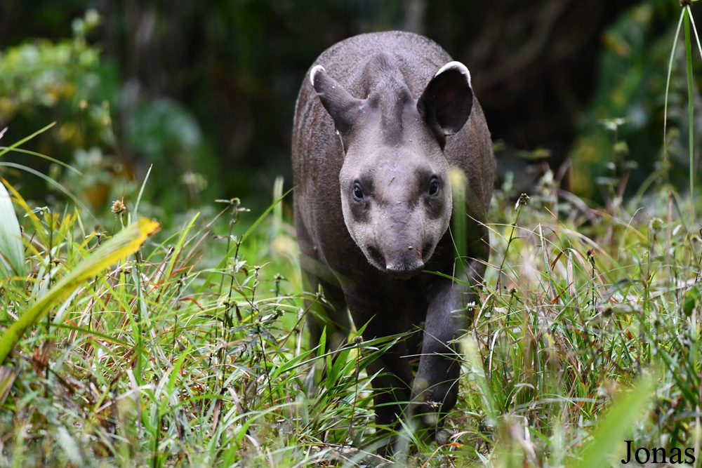 Tapirus terrestris