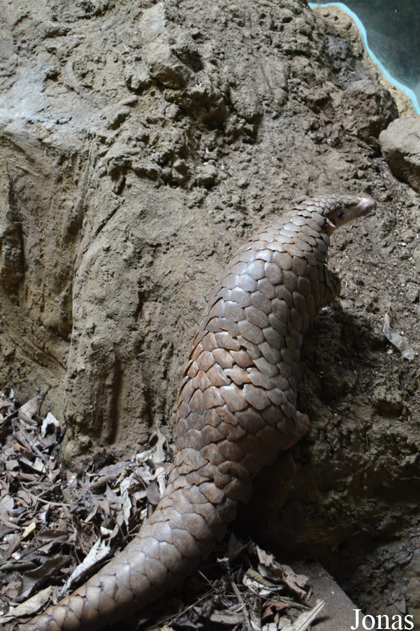 Manis pentadactyla pentadactyla