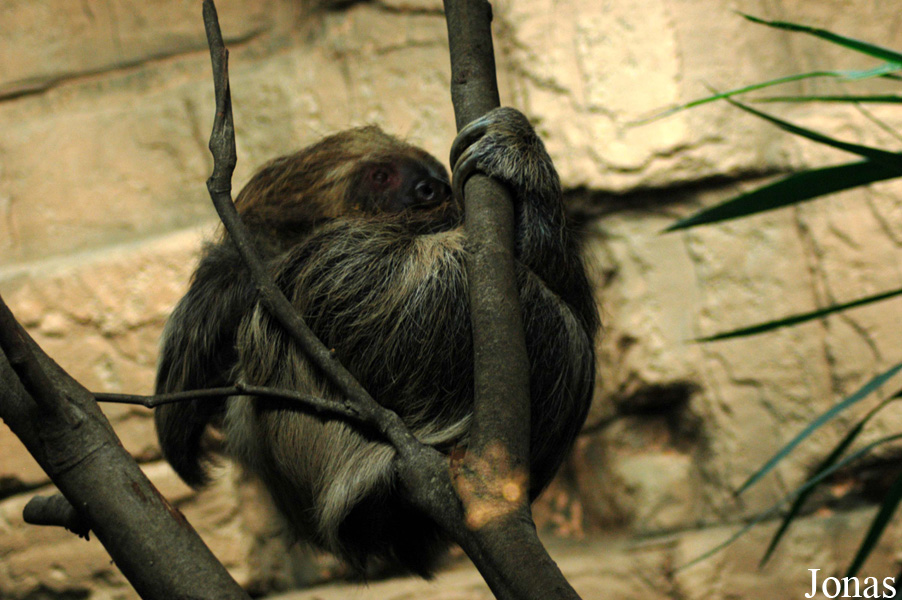Choloepus didactylus