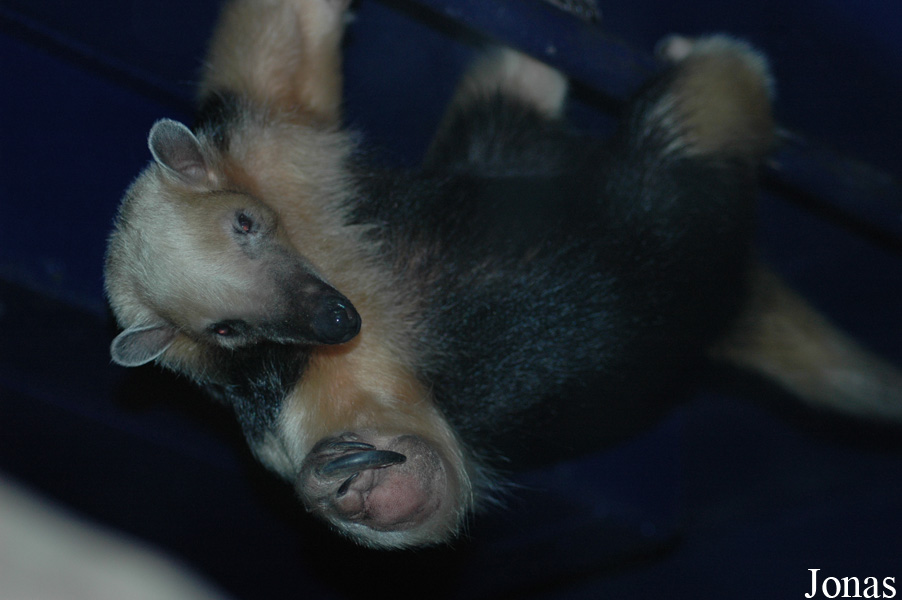 Tamandua tetradactyla