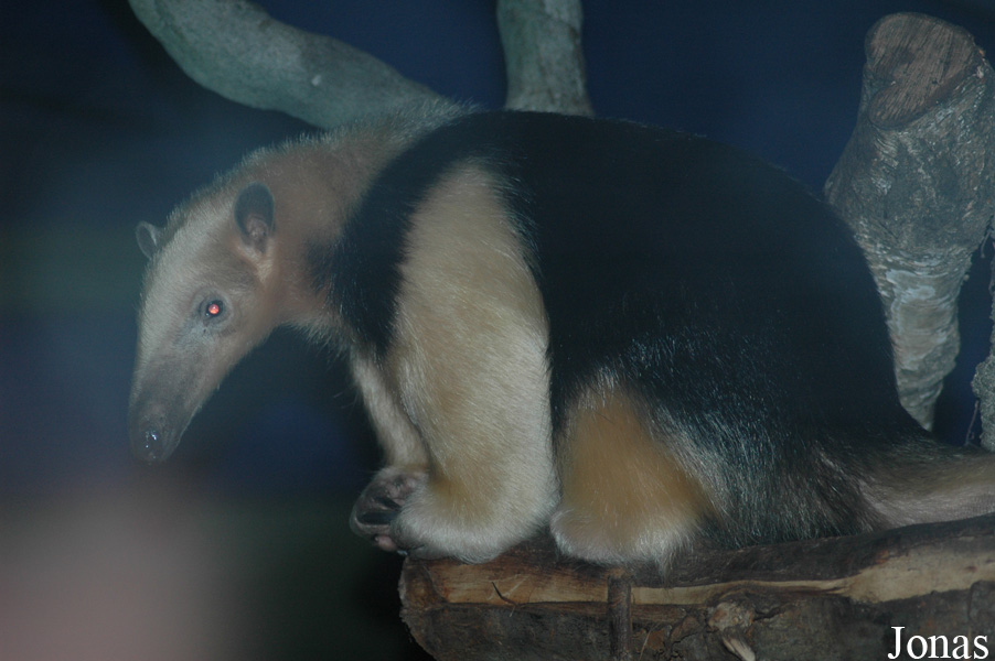 Tamandua tetradactyla