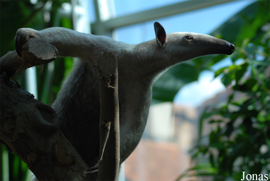 Tamandua tetradactyla