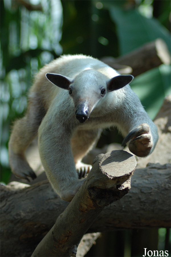 Tamandua tetradactyla