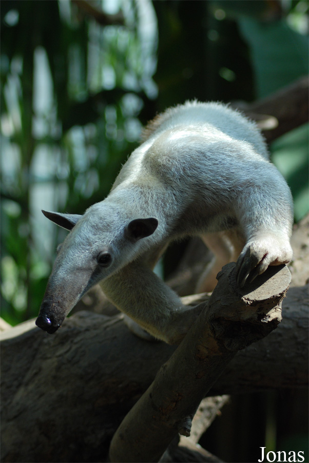 Tamandua tetradactyla